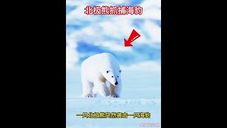 海豹接連遭到北極熊和虎鯨偷襲，海豹向人類求助 #海洋生物 #北極熊 #虎鯨 #動物世界 #海豹