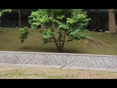 2021/03/30 Taipei Street View. birds. 台北街景，拍鳥