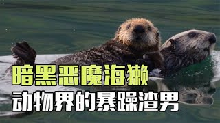 拥有蠢萌外表的海獭，繁殖过程异常凶残，还因珍贵皮毛差点灭绝！【西风探瘦马】