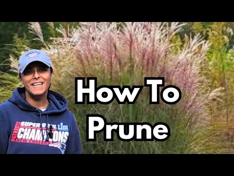 How To Prune Ornamental Grasses | Cut Back Trim Miscanthus Maiden Hair || Budget Gardening