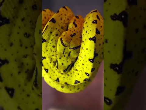 Green Tree Python #snake #reptile