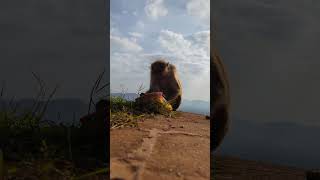 sigiriya lion rock & monkeys snack time #Sigiriya    #UNESCO #DroneViews  #BucketListDestination