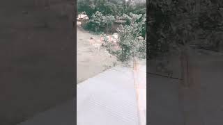 Hamara gau hai