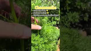Are you a tea 🫖 lover like me?? Save this if you’re planning a tea garden! 🍃These herbs don’t just