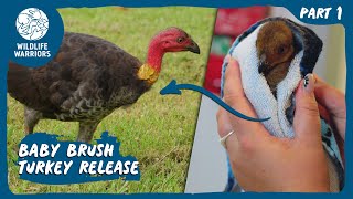 Bizarre Bird Rescues | Part One