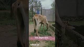 first vlog#gosewa #trending #firstvlog  #krishna