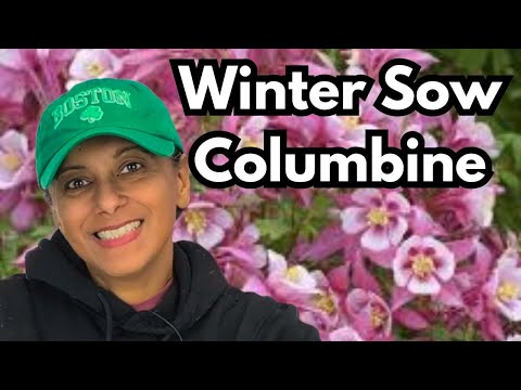 Winter Sow Columbine | Columbine Plant Profile & Grow From Seed || Budget Gardening