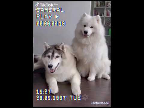 ‎@ElonMuskZone  ‎@positiveenergy-funnyfamily  ‎@ChotoonzTV  (1)