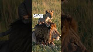 "Silent watcher. #LionLife #Anima Engaging: * " #balgeetNationalG #savelions