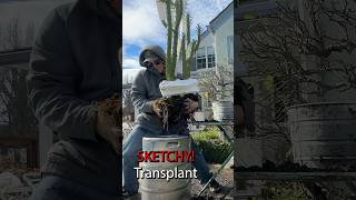 My sketchiest transplant! #diy #garden #gardening #diyprojects  #outdoorplants