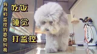 狗狗跟摄像头的恩怨纠葛，仇恨让狗狗面目全非。【萌宠时空】