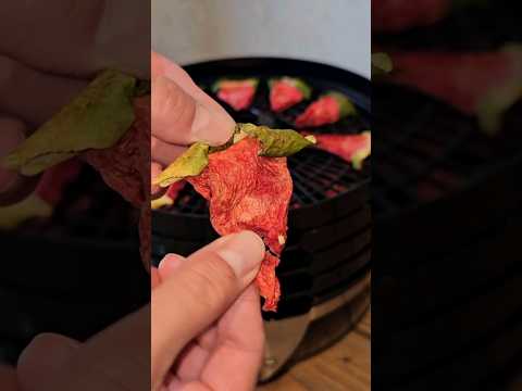 Making Watermelon Jerky 🍉