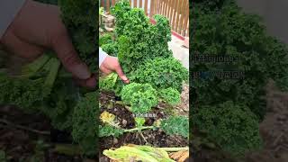 好种好吃又营养的羽衣甘蓝，既能当菜吃也能当花看阳台小院均可种植