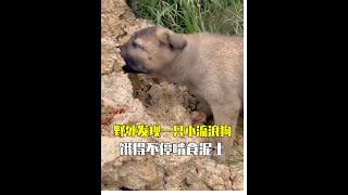 野外发现一只小流浪狗，饿得不停啃食泥土，带回家的表现让人心疼#狗狗 #流浪狗 #动物救助 #救助流浪狗 #萌宠