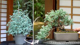Making a Cypress Bonsai (DIY)