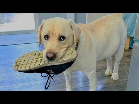 Laugh Till You Cry With These Funny Animal Videos! 🤣