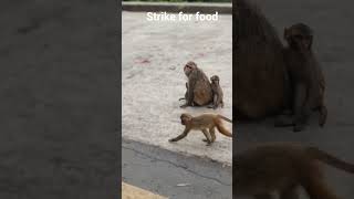 monkey general strike for food #ytsshorts #virolvideo #monkey