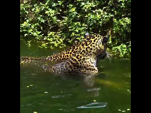 Amazon Wildlife #amazon #wildlife