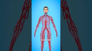 How Long Are Your Blood Vessels? 🤔 Surgeon Reacts