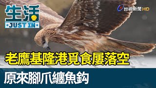 老鷹基隆港覓食屢落空  原來腳爪纏魚鈎【生活資訊】
