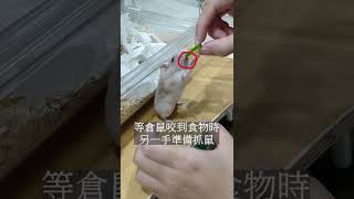 倉鼠躺手吃東西教學 "How to make a hamster eat while lying down."