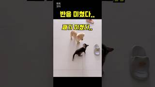 아기 고양이 처음 만난 인절미 반응