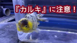 カボンバ！アナカリス！マツモ！金魚に合う水草の選び方【金魚藻】