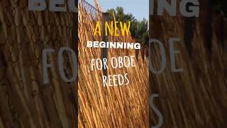 🌱 A New Beginning for Oboe Reeds 🎶