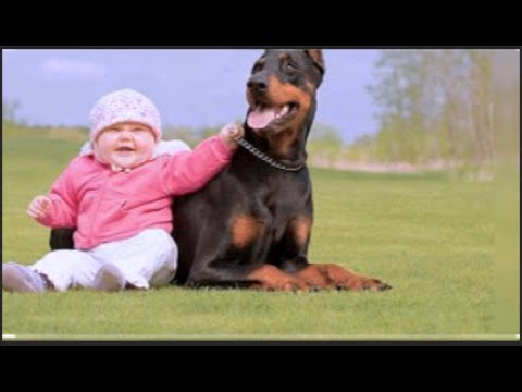 These Dogs Meeting New Babies Will Restore Your Faith in Love #doglover