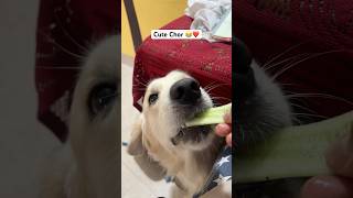 Cute Chor 🐶❤️ #dog #cutedog #doglover #shortsviral #goldenretriever #dogshorts