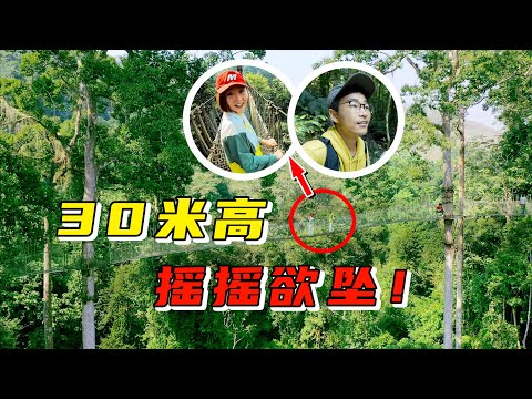 中国巨树！西双版纳望天树，悬空步道无防护，不敢往下看