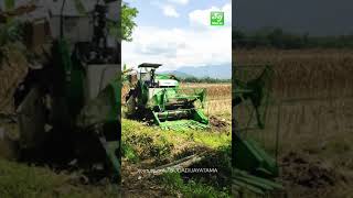 KOMBI SAWAH JAVATECH MEMANEN JAGUNG #shorts