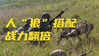前方高能！解放军展示“机器狼群”：“人狼三三制”首次曝光！“机器狼”配合步兵作战 中国陆军迎来全面进化！20250721 | 军迷天下
