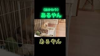 昨日テレビで紹介された「喋る犬」😲‼️