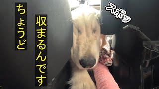 【幕張イオン】大型犬も一緒に買い物できるイオンに行ってきました