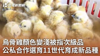 烏骨雞顏色變淺被指次級品 公私合作選育11世代育成新品種｜20231027 公視中晝新聞