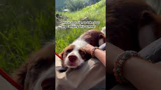 TAKE YOUR DOG CAMPING #hikingdogs #adventuredog #campinglife