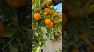 金桔界的巨無霸出現了The King of Kumquats Has Arrived #gardening #新鲜采摘