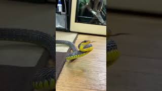 #snakelover 🐍🐍 // #short video #short #short #short #video #video #via #via #viral