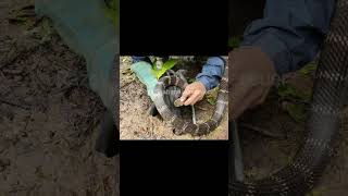 See how dangerously the king cobra bit while releasing it. Snake bite live video