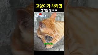 고양이가 착하면 생기는 일 ㅋㅋ