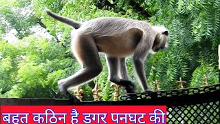 Black Face Monkey on trishul, #techearth,