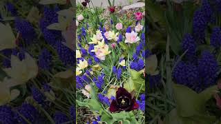Tulip Garden in Toronto#turnip_live #canada #2024