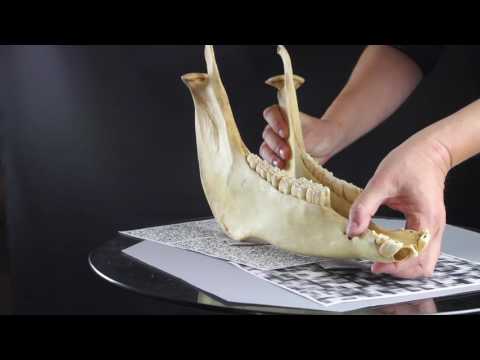 3D Bones for Anthropological Study