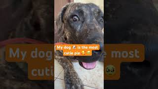 So cutie 🥰🥹 #cute #funny #dog #dogshorts #cutedog #dogs #dogshorts #cutedog #cute