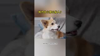 狗为什么那么粘人？#科普 #宠物 #狗狗 #狗狗行为 #动物世界 #冷知识 #养狗