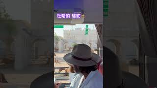 過境阿拉伯Doha中東之國，3小時卡達航空City Tour【卡達多哈 (Doha)】奢華的過境體驗，豐富的卡達City Tour #doha #lamp-bear