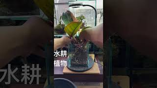 簡單桌上擺設，療癒水耕植物