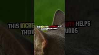 180 Degree  CAT Ears! #cat #catshorts #catvideos #catlover #catknowledge