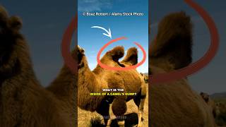 What Is Inside A Camel's Hump?